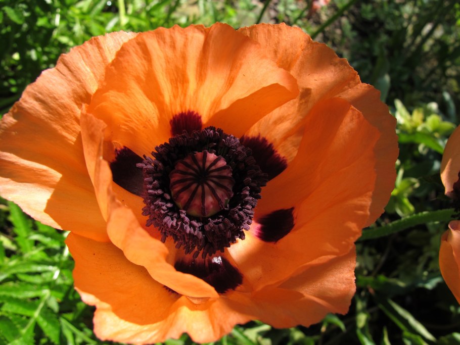 Мак прицветниковый (Papaver bracteatu