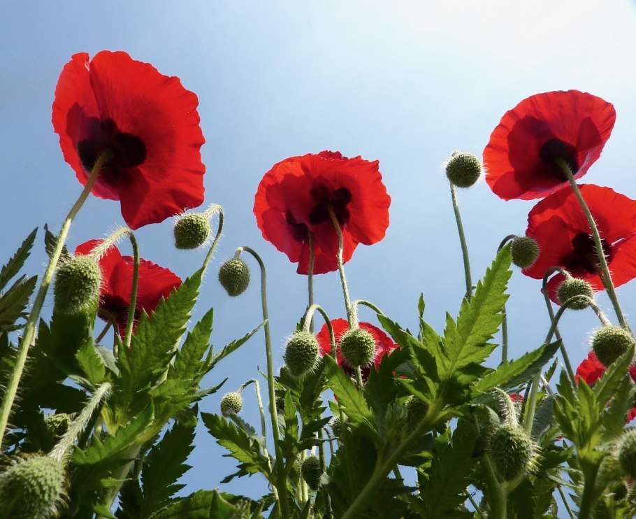 Маковые Papaveraceae