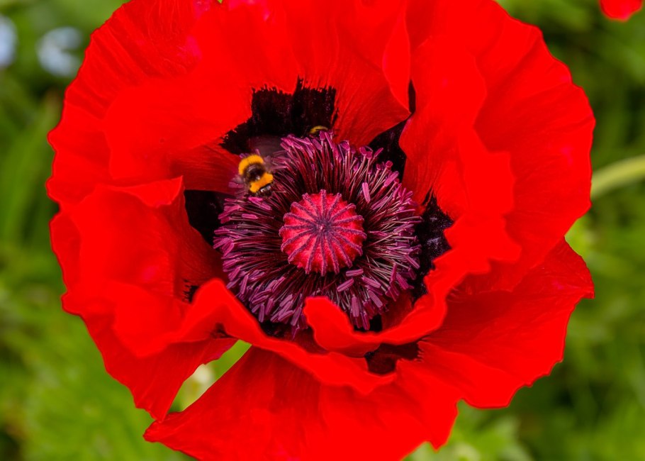 Мак прицветниковый (Papaver bracteatum Lindl.)