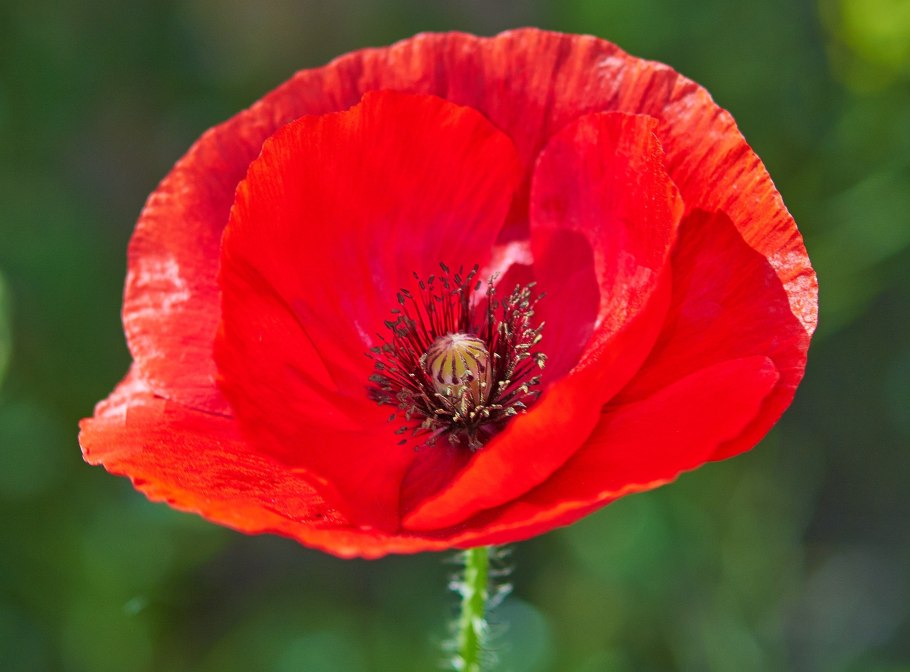 Papaver прицветниковый