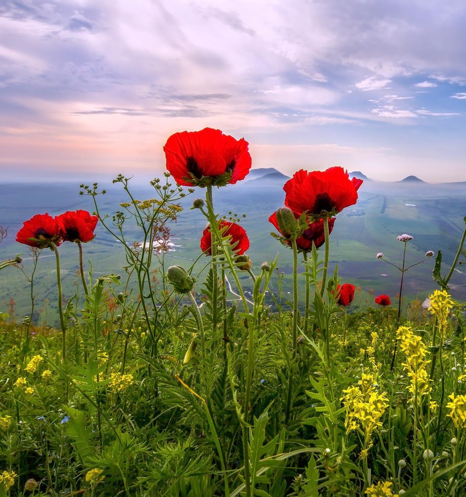 Мак прицветниковый Papaver bracteatum