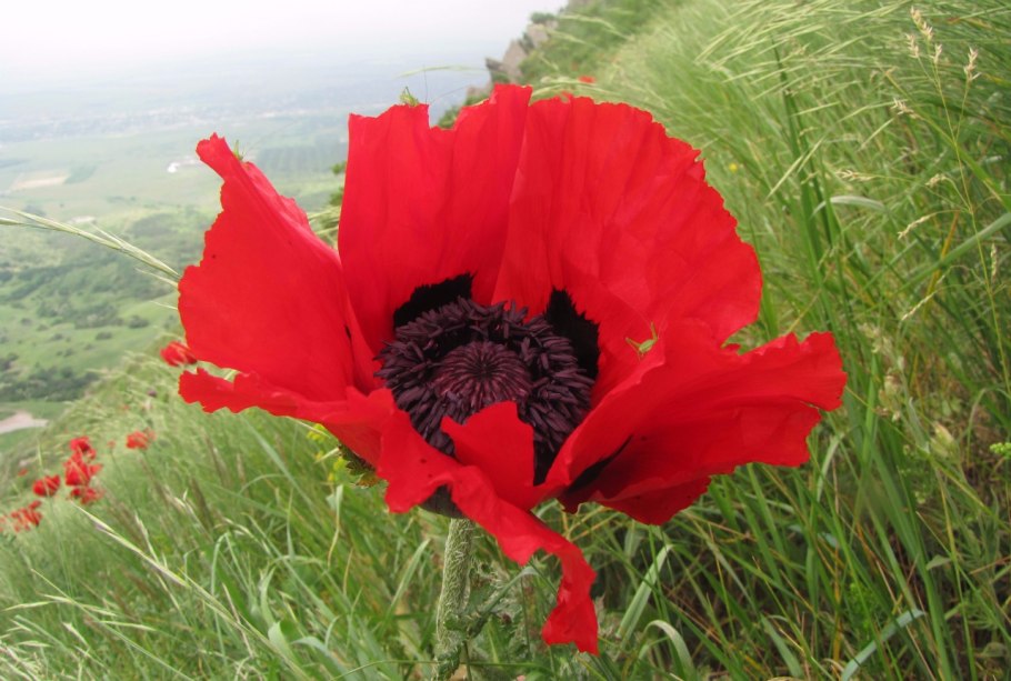 Мак прицветниковый (Papaver bracteatu