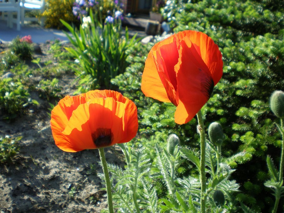 Мак прицветниковый (Papaver bracteatum Lindl.)