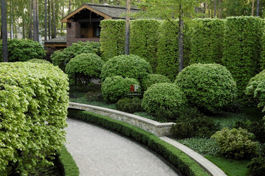 Туя Западная Даника изгородь