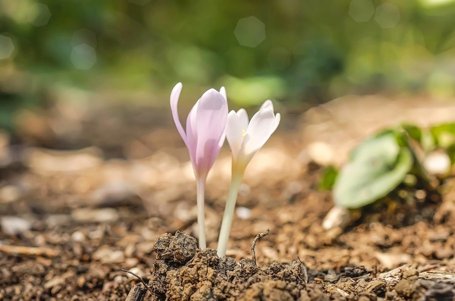 Colchicum umbrosum