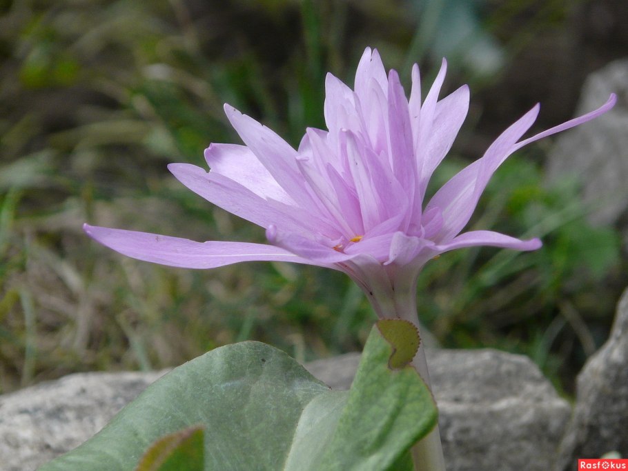 Безвременник осенний или Крокус