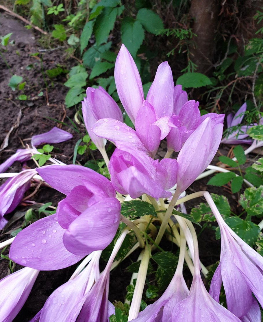 Colchicum Harlekijn