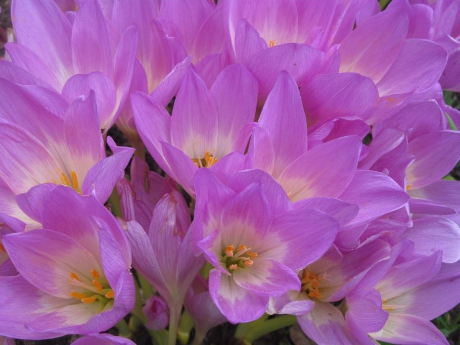 Безвременник великолепный (Colchicum speciosum)