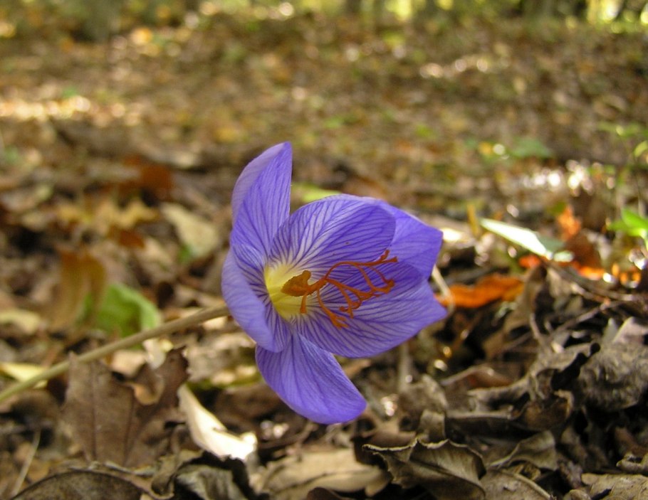 Луговой Шафран безвременник растение