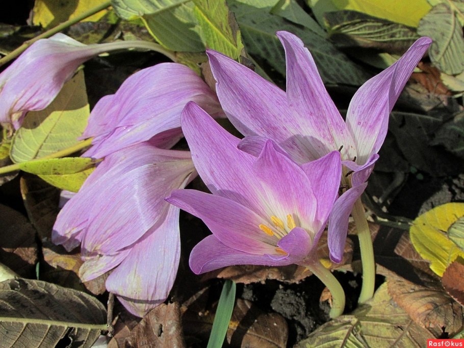 Луговой Шафран безвременник растение