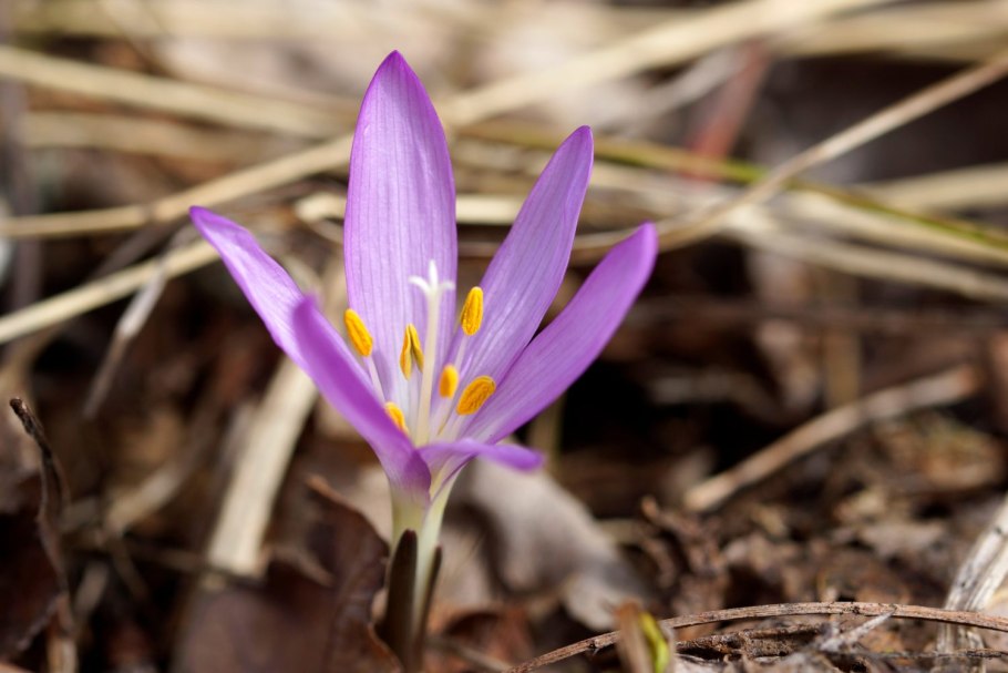 Безвременник теневой (Colchicum umbrosum)