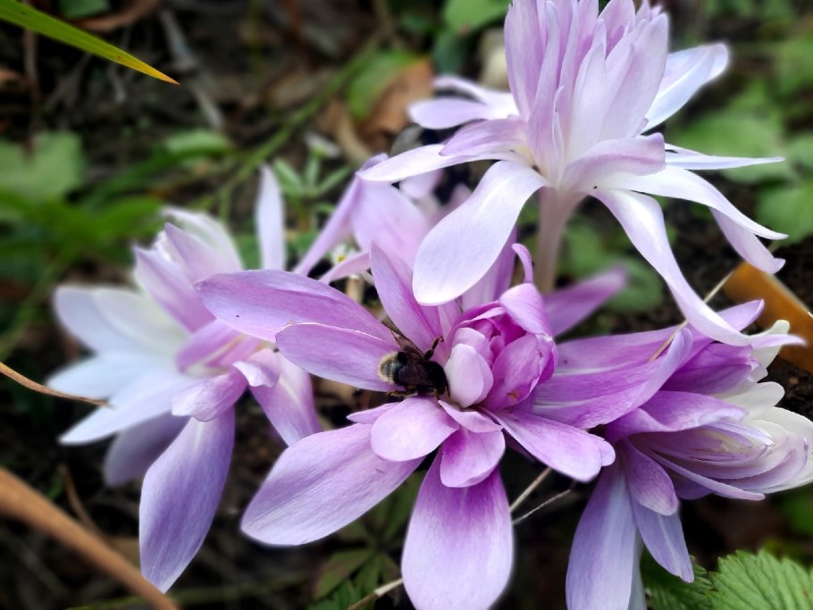 Безвременник осенний альбум