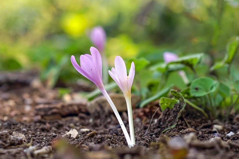 Colchicum umbrosum