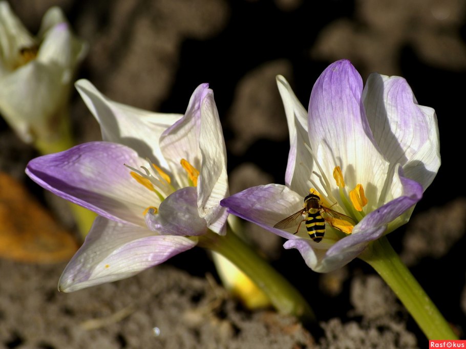 Безвременник великолепный клубнелуковицы