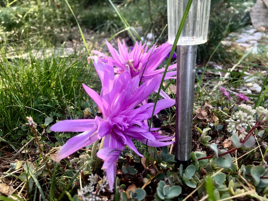 Колхикум безвременник Византийский