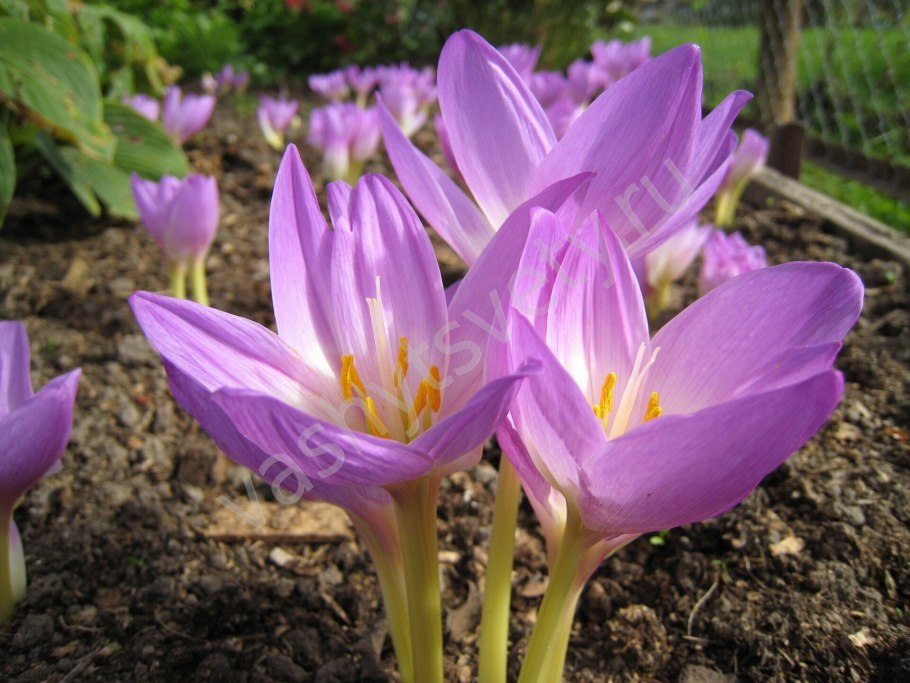 Безвременник осенний или Крокус