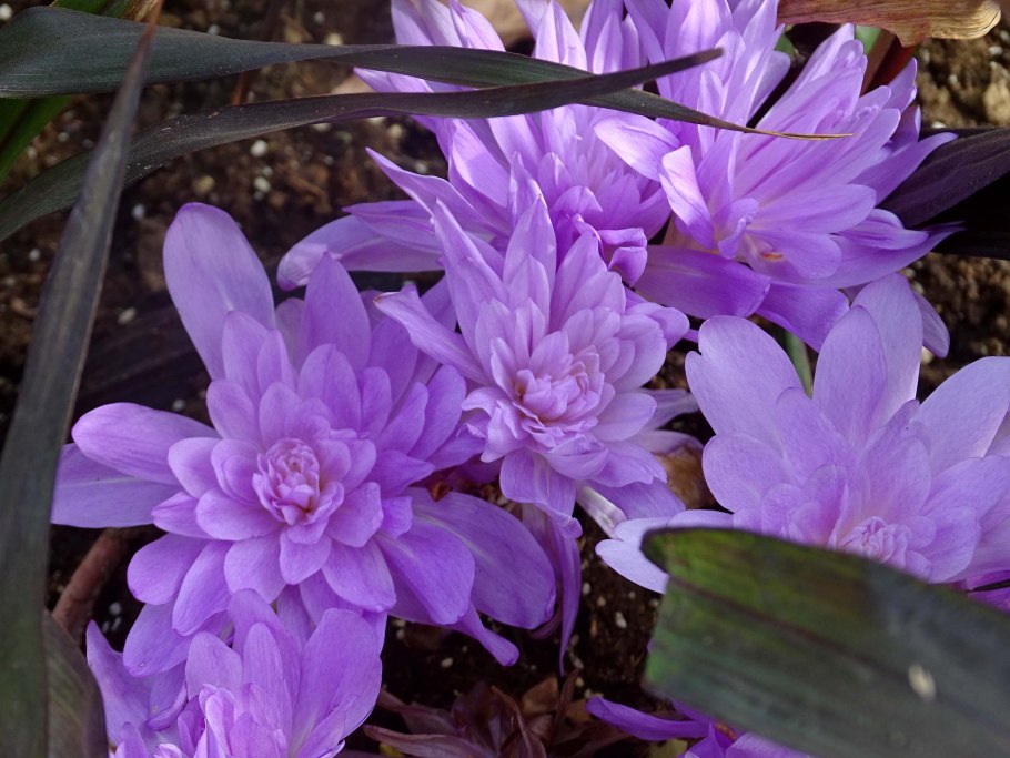 Колхикум безвременник осенний