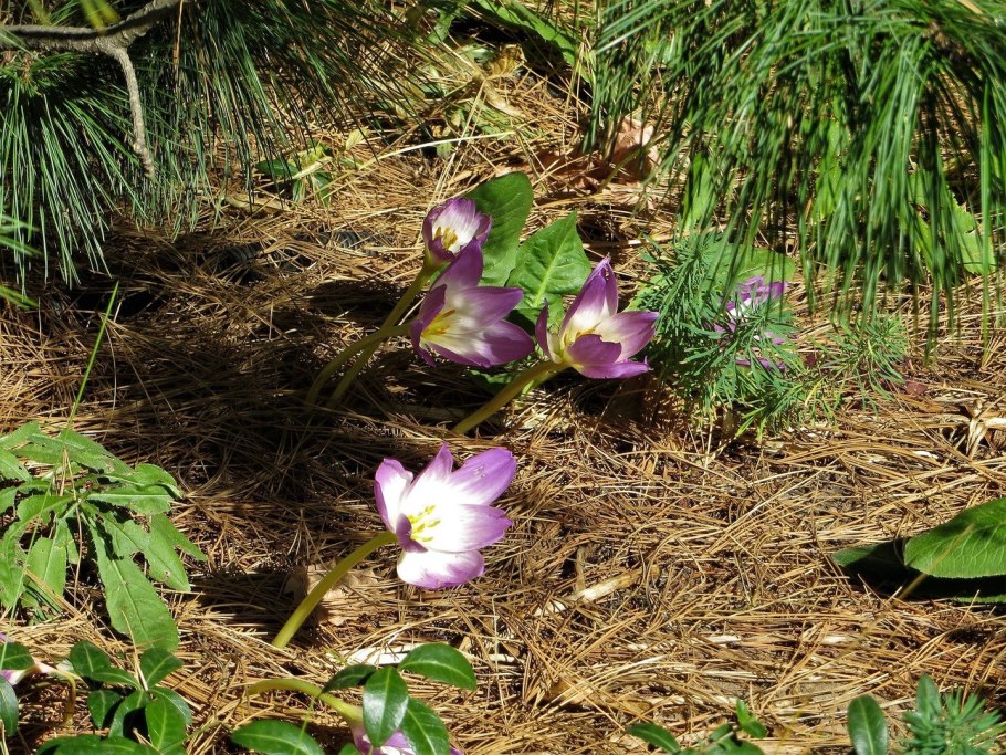 Луковки безвременника