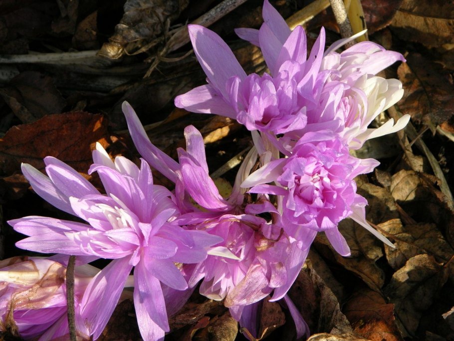 Безвременник теневой красная книга