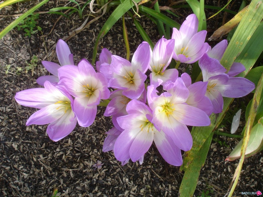 Стебель безвременник теневой