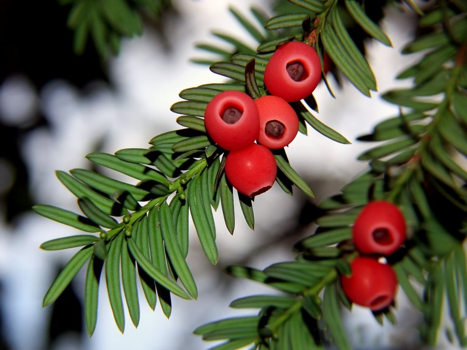 Тис хвойное дерево