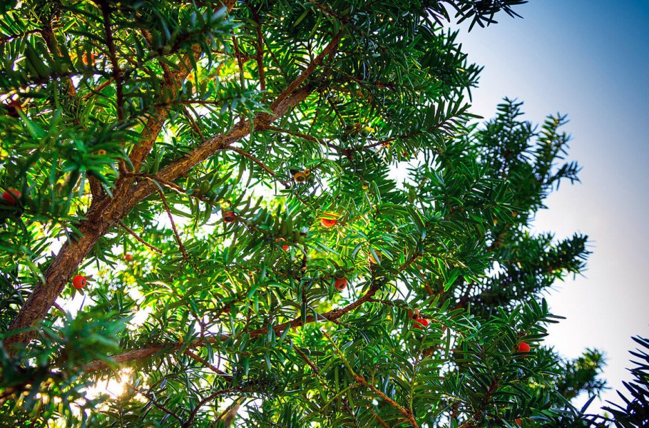 Тисс ягодный (Taxus baccata