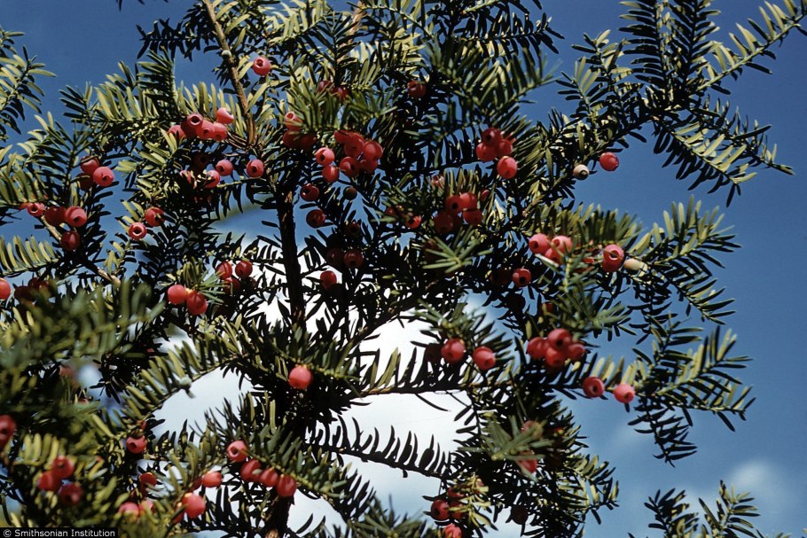 Тисовая аллея в Англии