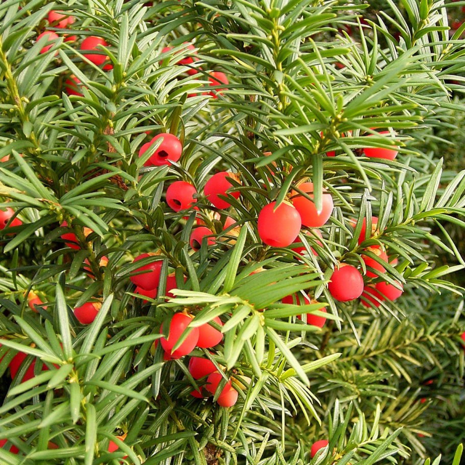 Тис ягодный taxus baccata