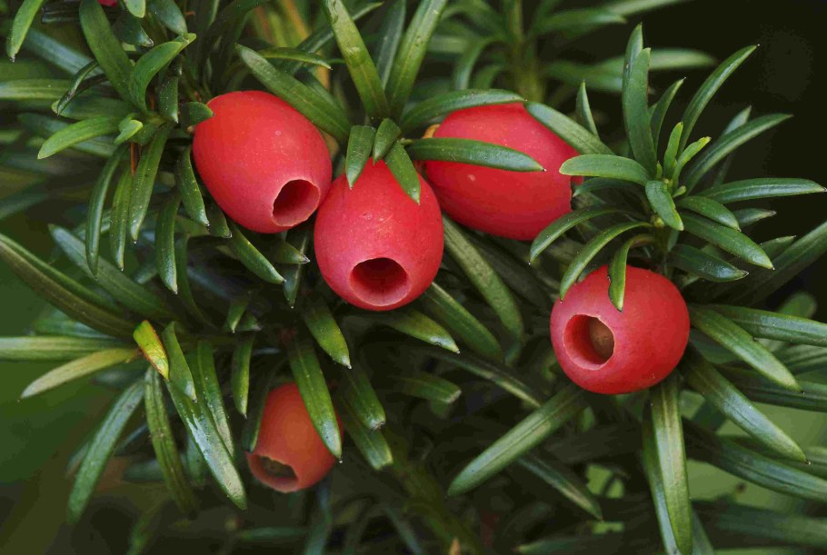 Тис ягодный "Taxus