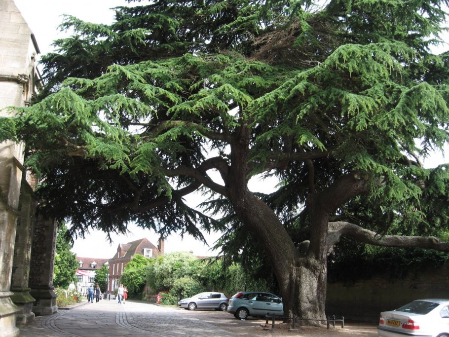 Фортингэльский тис