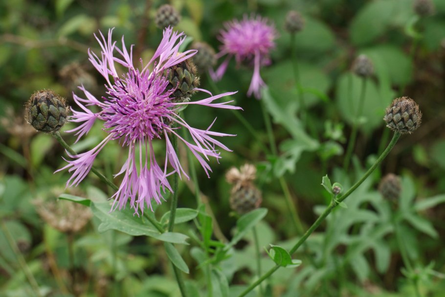 Василёк перистый Centaurea
