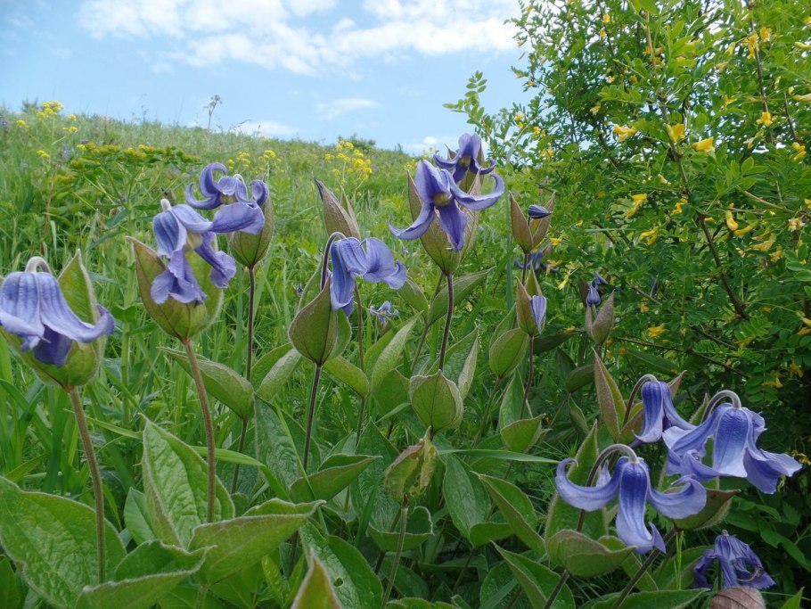 Salvia chamaedryoides