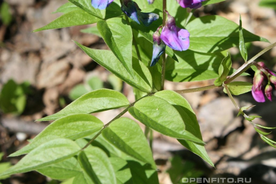 Бруния белоцветковая