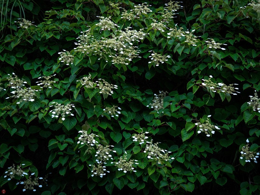 Арахис культурный Земляной орех