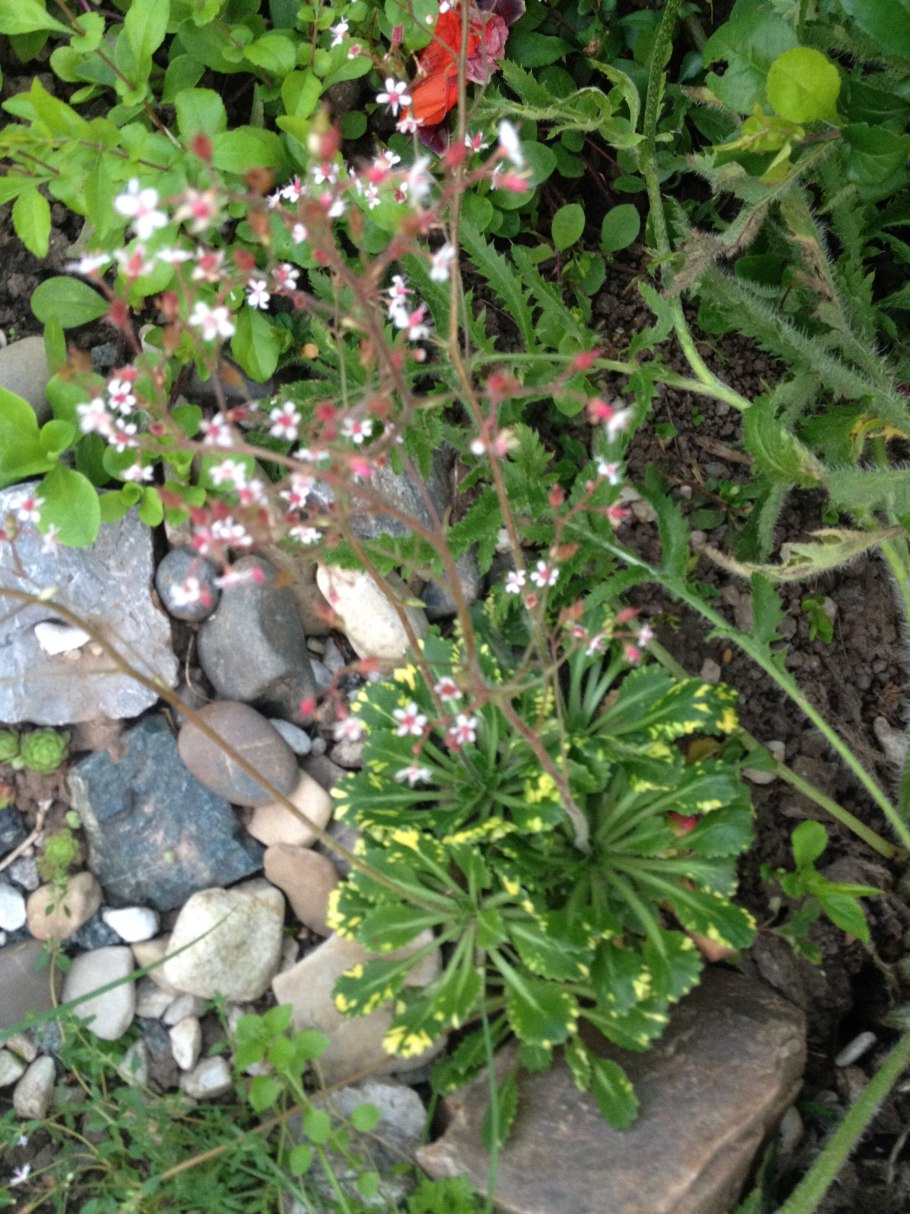 Камнеломка моховидная