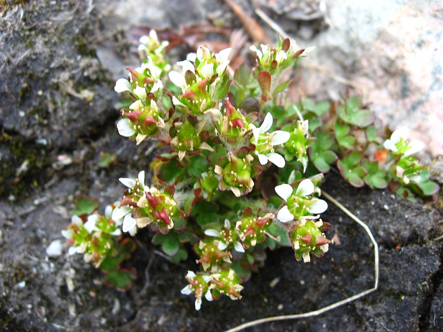 Камнеломкой (saxifragahy-perborea