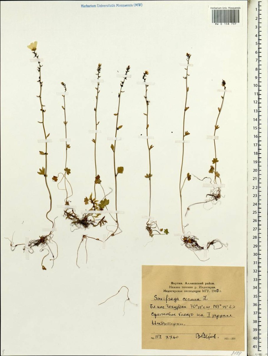Камнеломка Арендса Schneeteppich