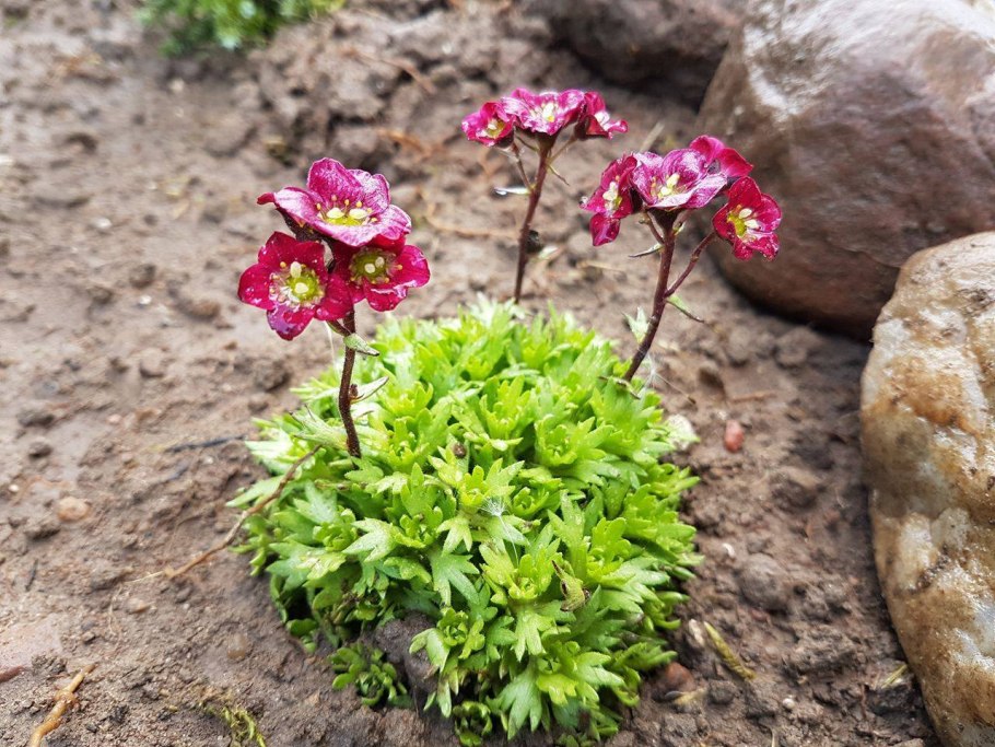 Камнеломка Хурсита