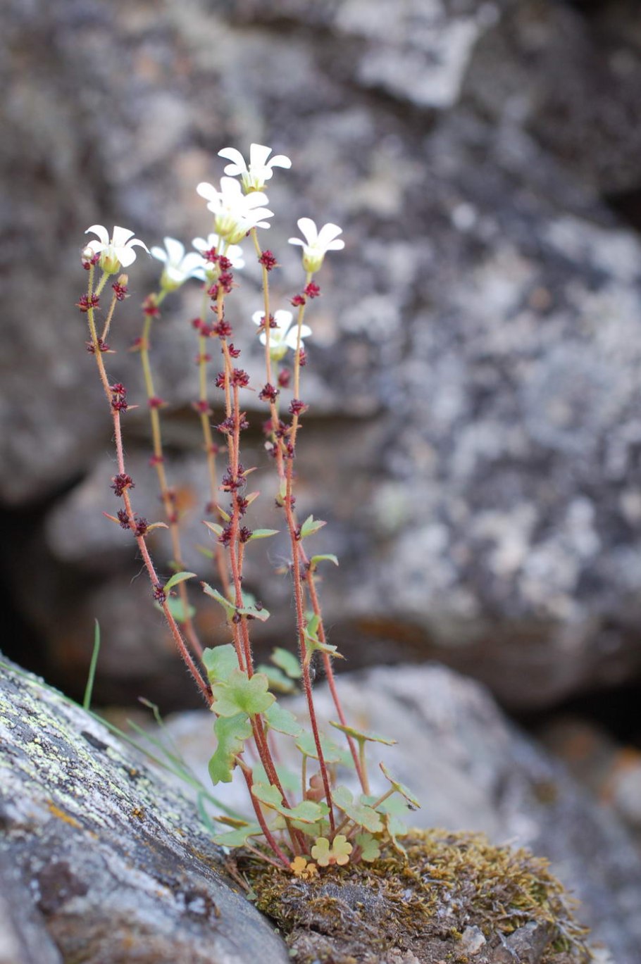 Saxifraga cernua l. – камнеломка поникшая