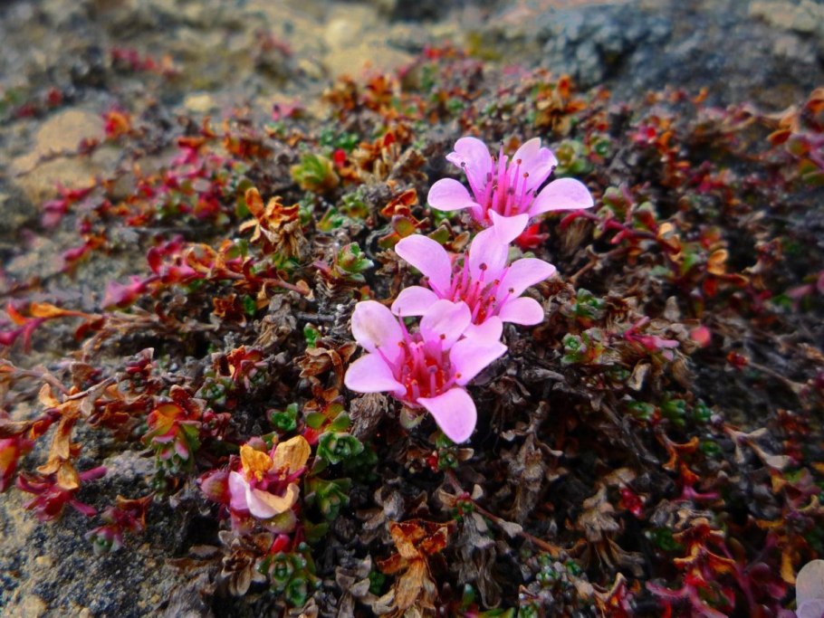 Камнеломка саксифрага