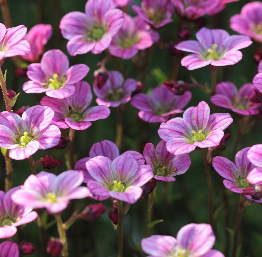 Камнеломка саксифрага