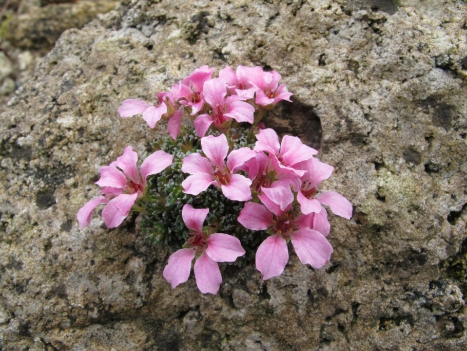 Камнеломка супротивнолистная