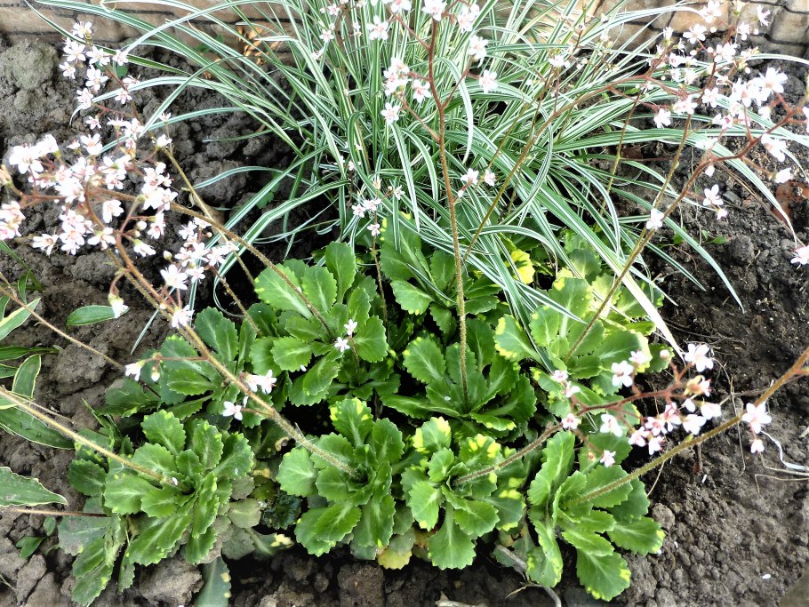 Камнеломка (Saxifraga)