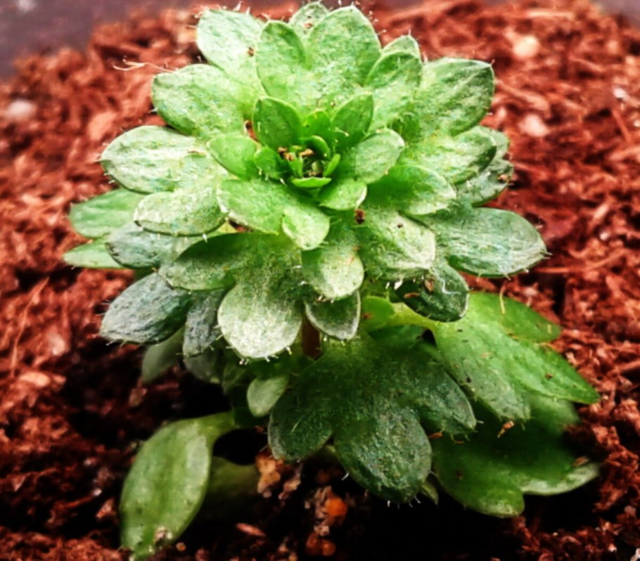 Saxifraga burseriana