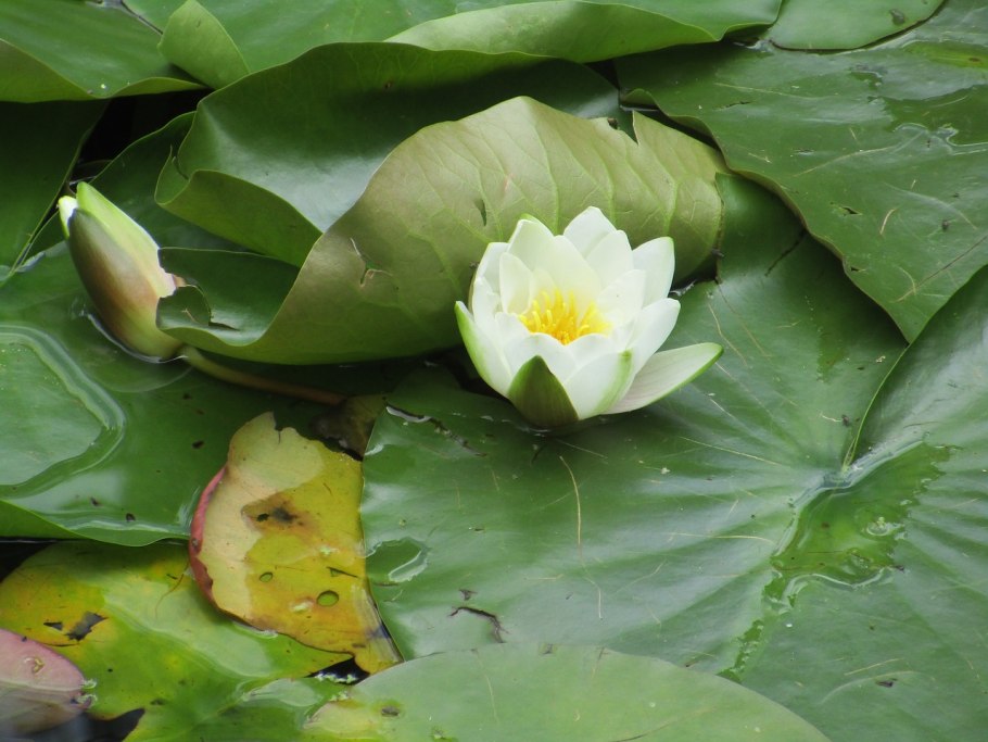 Кубышка малая Nuphar pumila