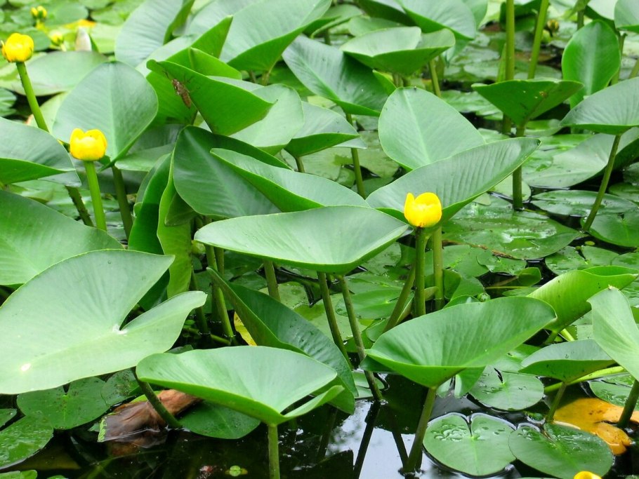 Кубышка желтая (Nuphar lutea)