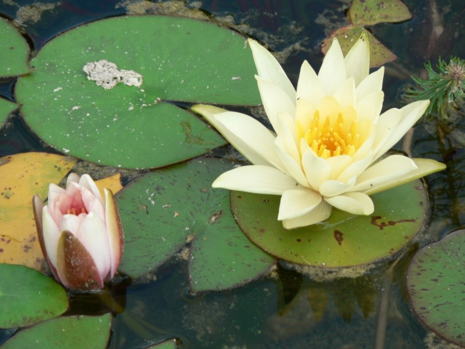 Кубышка (Nuphar)