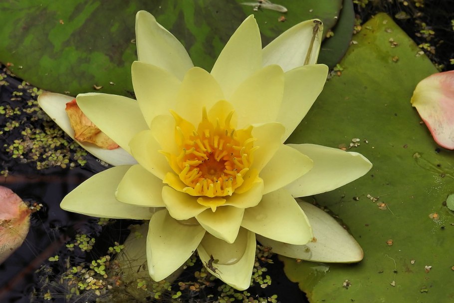 Кубышка Nuphar lutea