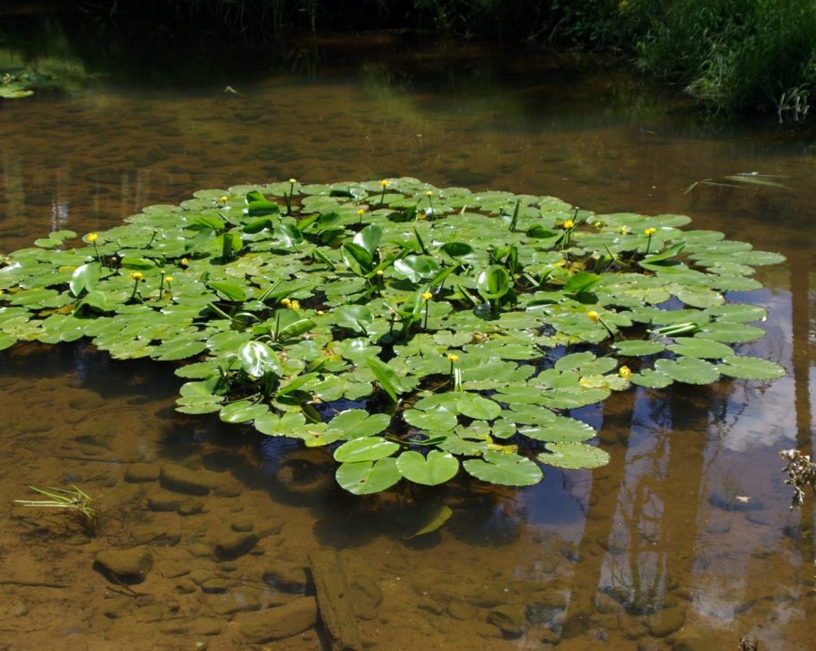 Кубышка желтая (nuphar lutea)