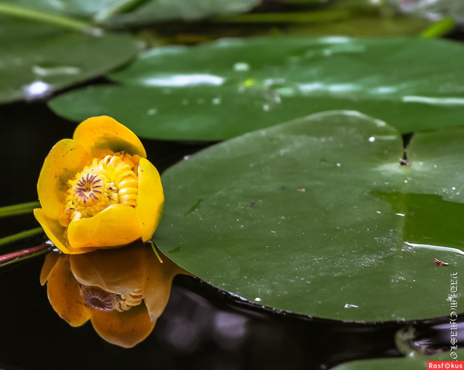 Кубышка (nuphar)